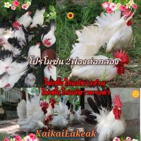 ราคา ไข่เชื้อไก่แจ้ ไข่ลุ้น เชื้อ 2 ฟองไก่แจ้ขาวล้วนขา สั้น 1ฟองไข่เชื้อ ไก่แจ้ ขาวหางดำขาสั้น 1ฟอง 1กล่องมี2ฟอง ไข่ ไก่แจ้ เลี้ยง สวยงาม (21189488572)