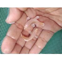 ราคา ปลากัดหูช้าง สีขาว ชุด 1 คู่ 2ตัว ผู้ เมีย มีประกัน (17022226313)