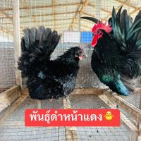 ราคา ไข่เชื้อไก่แจ้พันธุ์ดำหน้าแดง 30 บาท พัฒนพลฟาร์มรัตนบุรี (21356891967)