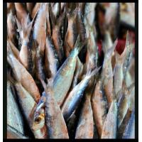 ราคา ปลาหลังเขียว ขนาด 1000 กรัม (17875726834)