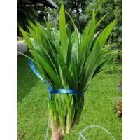 ราคา มาใหม่ ต้นเตย พันธุ์เตย ติดราก มัด100ต้น ใบเตยทำขนม ใบเตยฟอกอากาศ คุ้มสุดสุด ต้นไม้ ฟอก อากาศ กระถาง ต้นไม้ ไม้ ประดับ ต้นไม้ ปลูก ใน บ้าน (15058482153)