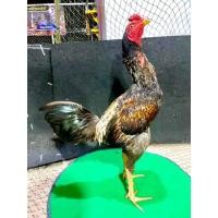 ราคา พม่าสายม้าล่อไก่เยียร์สายเลือด 100 (21233472196)