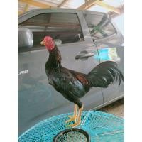 ราคา ไข่เชื้อพม่าแข้งหน้า (16214866923)