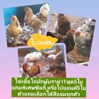 ราคา ไข่เชื้อไก่ยักษ์บราม่า1ชุด5ใบแถมพิเศษไข่เชื้อโปแลนด์หรือซิลกี้อีก5ใบตัวแถมสามารถเลือกได้ (20836319452)