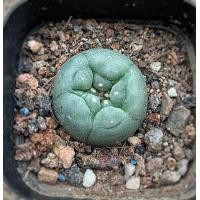 ราคา ถูกที่สุด แคคตัสโลโฟ lopho cactusไม้อวบน้ำ กระบองเพชร ยิมโนด่าง cactus succulent ไม้ประดับ (12463280965)