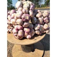 ราคา กระเทียมไทย กระเทียมม่วง ออกใหม่ 1 กิโล (21407210820)