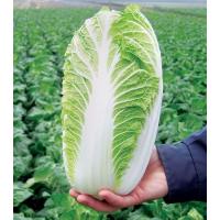ราคา ผักกาดขาวปลี พันธุ์เบา 500เมล็ด ซองใหญ่ พร้อมส่ง (12977412858)