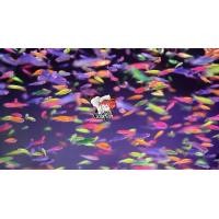 ราคา อาหารปลา ปลาม้าลายเรืองแสงคละสี เซ็ท5ตั วแถม1 สีธรรมชาติ ไม่ต้องใช้ออกซิเจ นคะ (21251367726)