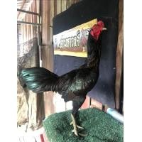 ราคา 5 ฟอง ไข่เชื้อไก่ประดู่หางดำเชียงใหม่ (21393513059)