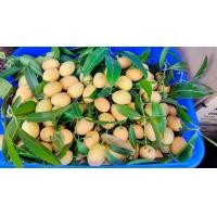 ราคา มะปรางหวาน (21398054422)