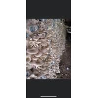 ราคา ก้อนเห็ดนางฟ้าภูฐาน เชื้อแรงๆพร้อมส่ง ก้อนละ20 บาท (21288457595)