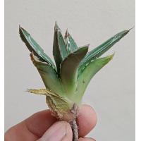 ราคา ถูกที่สุด อากาเว่ควีนวิคตอเรีย Queen Victoria Agave แคคตัส ไม้อวบน้ำ อ่านรายละเอียดก่อนสั่งซื้อ cactus succulent ไม้ประดับ (12494296679)