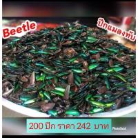 ราคา ปีกแมลงทับ ปีกจริง (14671696436)