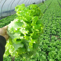 ราคา Lettuce Seed เมล็ดพันธุ์ ผักกาดหอม อิตาลี สีเขียว งอกง่าย 100เมล็ด ซอง เมล็ดพันธุ์ ผักสลัด หัวใหญ่ กรอบมาก หวาน Hydroponics Lettuce Vegetable Seeds for Begginers Vegetable Plants Seeds เมล็ดพันธุ์ผัก 