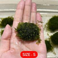 ราคา มอสน้ำเกาะหิน มี 4 ขนาด หินธรรมชาติ มอสพันหิน Moss แต่งตู้ปลา ตู้ไม้น้ำ โหลปลากัด (17199597379)