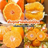 ราคา ส้มจุกสายพันธุ์ญี่ปุ่น 1kg เนื้อส้มเกล็ดใหญ่ หวานฉ่ำ อร่อย (21404286729)