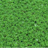 ราคา แหนแดง ไมโครฟิลล่า บรรจุ 300 กรัม (20876078779)