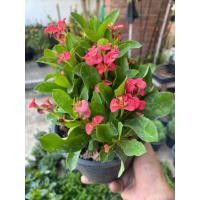 ราคา ต้นโป๊ยเซียนแคระ กระถาง 5 6 นิ้ว (17789667472)