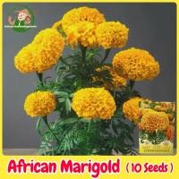 ราคา เมล็ดพันธุ์ ดอกดาวเรือง ดาวเรืองแอฟริกา F1 ดาวเรืองวนิลา บรรจุ 10 เมล็ด Vanilla African Marigold Seeds เมล็ดดาวเรือง เมล็ดดอกไม้ พันธุ์ดอกไม้ บอนสีราคาถูก เมล็ดบอนสี ต้นไม้มงคล บอนสี ดอกไม้จริง ไม้ประ