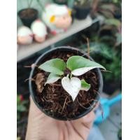 ราคา ต้นโชคเก้าชั้นใบด่าง ด่าง 100 ไม่ต้องรอลุ้นครับ จัดส่งฟรี ด่างสวยคัดพิเศษ (10344484636)