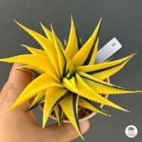 ราคา ม้าเวียนด่าง ฮาโวเทีย Haworthia limifolia variegated ไม้อวบน้ำ กุหลาบหิน cactus succulentหลากหลายสายพันธุ์ (4643884015)