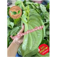 ราคา ใบพลูเขียวใต้ พลูท่าแคพัทลุง พลูกินหมาก พลูคัด พลูพาไปม้วน ไซส์รวม เก็บสดจากสวนทุกวัน จำนวน 1000 กรัม (21399479108)