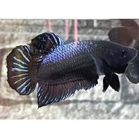 ราคา ปลากัดมาเลลูกนอก ชุดเทราคา เขี้ยวยาวๆ (21399597828)