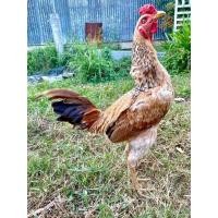 ราคา พม่าเยียร์เป็นไก่สไตล์ม้าล่อสายเลือดร้อย (21233371739)