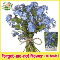 ราคา เมล็ดพันธุ์ ดอก ฟอร์เก็ตมีน็อต อย่าลืมฉัน ทนร้อน บรรจุ 10 เมล็ด Forget me not seed Flower Seeds เมล็ดพันธุ์ฟอเกตมีนอต เมล็ดดอกไม้ ต้นไม้มงคล บอนสี เมล็ดบอนสี บอนไซ ต้นไม้ ไม้ประดับมงคล ต้นบอนไซ พันธุ์