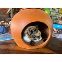 ราคา โอ่งแมวนอนดินเผา ขนาดพอดีน้องแมวไม่เกิน5โลนอนได้สบาย ตรงส่วนโค้งกว้าง12 13นิ้ว (21313889080)