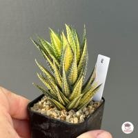 ราคา Haworthia Reinwardtii variegata ฮาโวเทีย ไม้อวบน้ำ กุหลาบหิน cactus succulentหลากหลายสายพันธุ์ (8411203651)