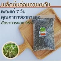 ราคา เมล็ดต้นอ่อน เมล็ดทานตะวัน เมล็ดทานตะวัน 1 kg เมล็ดทานปลูก เมล็ดทานตะวัน 5kg เมล็ดทานตะวัน 500 เมล็ดพันธุ์ผัก เมล็ดทานตะวัน 5 kg เมล็ดพันธุ์ (20484957235)