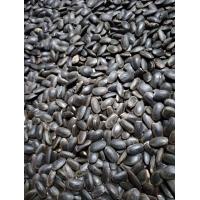 ราคา เม็ดเหรียงขริบหัวเเล้ว น้ำหนัก500กรัม อัตราการงอก90 (21397844527)