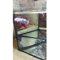 ราคา ปลากัดสวยงาม fancy สายพันธุ์ ธงชาติยังไม่ลอกสุด เพศผู้ พิเศษ สุด ๆ ซื้อ2ตัวแถมตัวเมียอีก1ตัว (21359590971)