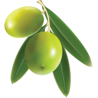 ราคา น้ำมันมะกอก Olive oil 30g 50g น้ำมันธรรมชาติ (18704373369)