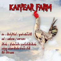 ราคา ไข่ไก่ชน ลูกชายเยียร์บุรีรัมย์ รับประกันเชื้อ ส่งด่วน (21395425727)