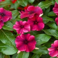 ราคา 20 เมล็ด ดอกแพงพวย แพงพวยฝรั่ง เมล็ดดอกไม้ Vinca Periwinkle Seeds สายพันธุ์ Black Cherry (21271986510)