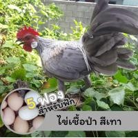 ราคา ไข่เชื้อไก่ป่า สีเทาหูขาว 5 ฟอง สำหรับฟัก (21418997383)