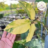 ราคา ต้นเงินไหลมา ด่างเหลือง ไม้มงคล ส่งพร้อมกระถาง 4 นิ้ว (20353300165)