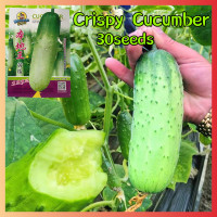 ราคา 30 เมล็ดแตงกวาสดกรอบสำหรับปลูกผัก แตงกวาที่ให้ผลผลิตสูงสำหรับการทำสวน F1 Hybrid Crispy Cucumber Seeds Green Pipino Live แตงกวาสำหรับขาย พืชผักจริง เมล็ดพันธุ์บอนไซ เมล็ดพืชผัก (21341184873)