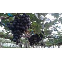 ราคา 1 ต้นองุ่น ติดตา พร้อมปลูก ทำรั้ว สายพันธุ์ พันธุ์บิวตี้ซีดเลส Beauty Seedless ต้นใหญ่ สูงขนาด 60 80 ซม รับประกันสินค้า (20957246175)
