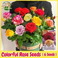 ราคา เมล็ดพันธุ์ ดอกกุหลาบ คละสี ดอกกุหลาบหลากสี บอนสี บรรจุ 6 เมล็ด Colorful Rose Seed Flower Seeds for Planting เมล็ดดอกไม้ บอนสีราคาถูก เมล็ดบอนสี ต้นไม้มงคล บอนไซ เมล็ดพันธุ์ดอกไม้ ไม้ประดับ พันธุ์ดอกไ