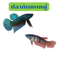 ราคา เลี้ยงปลากัด ปลากัดอีสาน ตัวผู้ ตัวเมีย ปลากัดป่า ปลากัดไทย ปลากัดสวยงาม ปลากัดตัยเมีย (21401479107)
