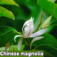ราคา พร้อมส่ง ง่ายต่อการปลูกเมล็ด Macola เมล็ดสด 100 บรรจุในถุง 30 เมล็ด เหมาะสำหรับปลูกกระถางต้นไม้ กระถางสวน เมล็ดพันธุ์ดอกไม้ ไม้ดอกไม้ประดับ ปลูกได้ทั่วไทยเมล็ดพันธุ์ไม้ดอกไม้ประดับดอกไม้สวยงามเมล็ดพั 