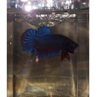 ราคา ปลากัดอินโดลูกนอกแท้ (21405416485)