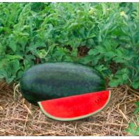 ราคา เมล็ดพันธุ์ แตงโม เมล่อน แคนตาลูป ทุกสายพันธุ์ 10 50 เมล็ด แตงโม แตงโมเหลือง แตงโมดำ แตงโมไร้เมล็ด (20959630098)