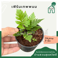 ราคา เฟิร์นเทพพนม พร้อมกระถาง 3 นิ้ว (21389507259)
