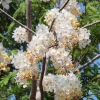 ราคา 35 เมล็ด ดอกคูณ คอกคูน ราชพฤกษ์ ดอกสีขาว (21282627767)