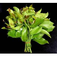 ราคา ใบชะมวง ใบชะมวงสด ยอดชะมวง ใบมวง ส้มมวง สำหรับ ต้มกระดูกหมู ต้มเนื้อ ต้มไก่ เปรี้ยวถึงใจ ได้รสชาติปักษ์ใต้แท้ (19777879527)