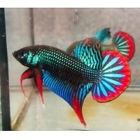 ราคา ปลากัดป่ๅใต้ เพศผู้ มีประกัน 1ตัว แถมปลากัดป่าไซค์ขุน 1 ตัว คละเพศ คละสี คละสายพันธุ์ปลาป่า (21324113413)